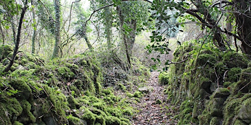 Biodiversity Walk and Picnic (Roscommon)