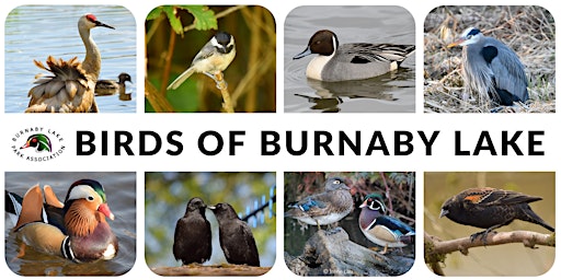 Let’s Go Birding at Burnaby Lake Regional Park - #2