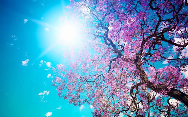 Breathwork Healing Circle: Breathing in Spring
