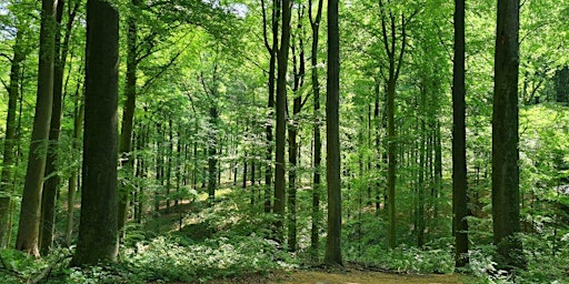 Waldzukunft / Zukunftswald - Welche Zukunft hat unser Wald?