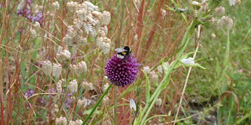 Bumblebees In Our Community