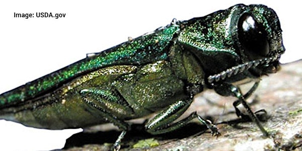 Invasive Forest Pest Workshop (open to the public)