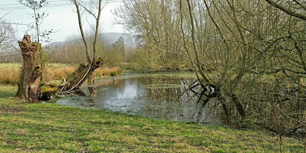 Pond Wildlife Experience at Davies Meadow, Norton Canon.