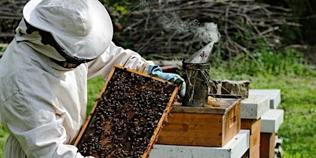 Introduction to Beekeeping primary image