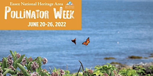 Monarch Waystation Tour at Bakers Island Light primary image