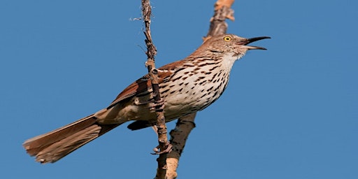 Saskatoon Bird Walk to  Donna Birkmaier Park primary image