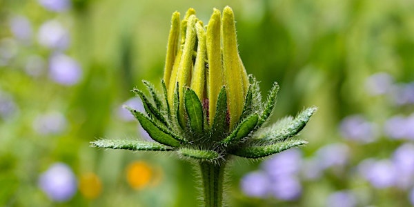 Spirit of Spring