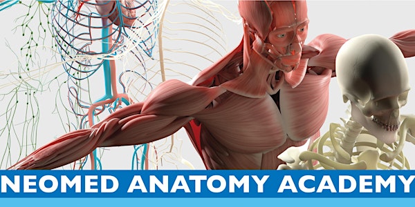NEOMED Anatomy Academy