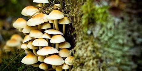 Fascinating Fungi Walk