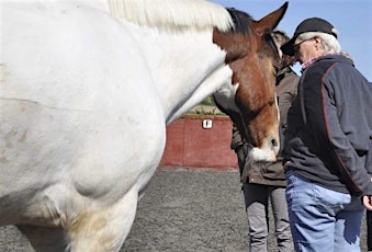Equine  Assisted Ireland Conference