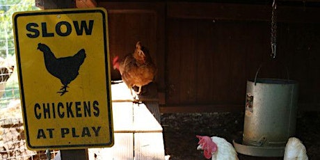 Backyard Chickens primary image