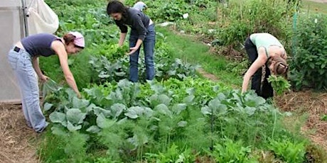 Basic Organic Gardening primary image