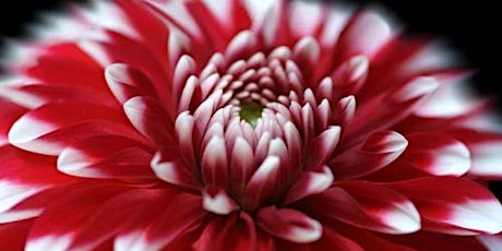 PHOTOGRAPHY TALK: The Art of Flower Photography, with Celia Henderson tickets