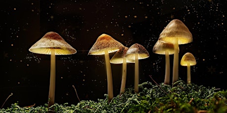 The Science of Magic Mushrooms with Dr. Chris Timmermann tickets