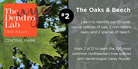 Oak Tree Identification Workshop in Central Park – 2 hrs (1 - 3 PM) tickets