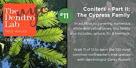 Conifers II - The Cypress Family: Tree Identification Workshop (10am -12) tickets