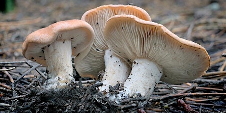 Fungi Program