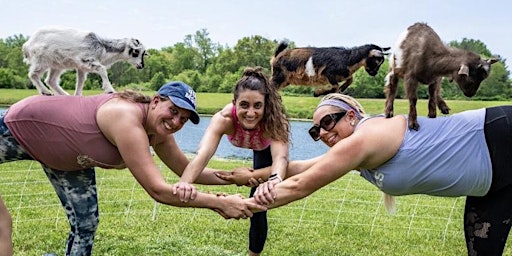 Goat yoga of southern IL @ Wild Pickins  Winery