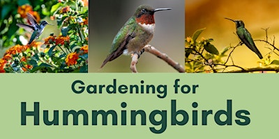 Gardening for Hummingbirds