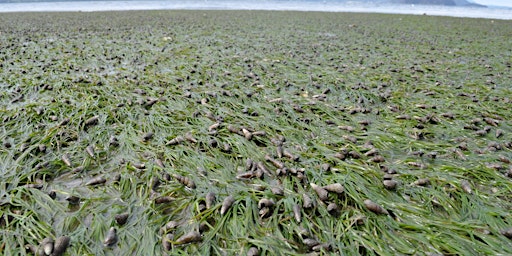 Mud Snails in Padilla Bay - 15 billion and counting!
