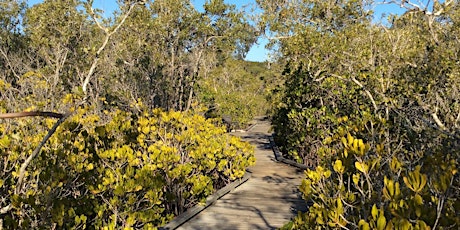 Mangrove Boardwalk at Weyba Creek 2022
