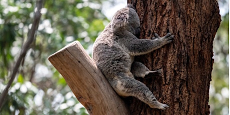 Sign Time Gold Coast: Currumbin Wildlife Sanctuary tickets