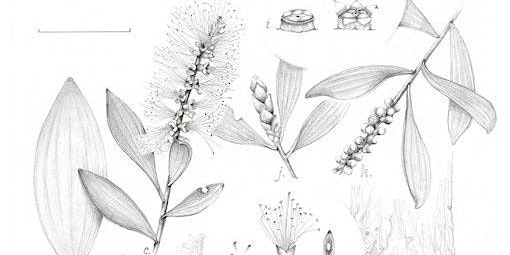 Workshop: Scientific Botanical Illustration with Tanya Hoolihan