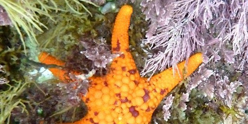 Intertidal Marine Critter Discovery