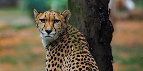 Photography Course 31-Safari Photography at Werribee Open Range Zoo tickets