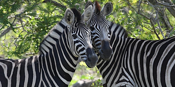 Safari Wine Tour at Grapetown Vineyard