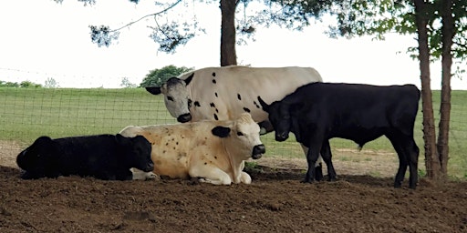 Butterfly Field Farm Sanctuary Tour Experience primary image