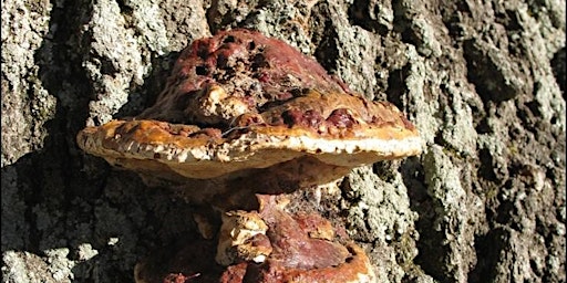 Tree Decay Processes: The Science of Fungal Cankers and Wood Rots