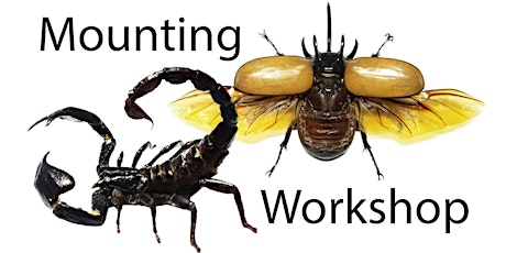 Scorpion and/or Beetle Mounting Workshops tickets