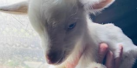 Memorial Day Infant Goat Bottle Feed & Snuggle