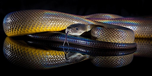 Meet the Rainbow Serpent