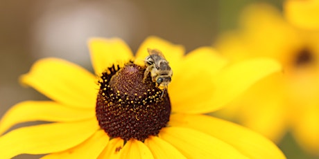 Free Bee Safari! Explore The Amazing World Of Bees! primary image