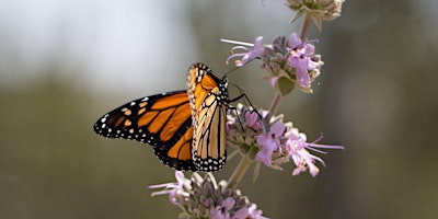 Western Monarchs: Creating Habitat with Native Plants with Erin Johnson
