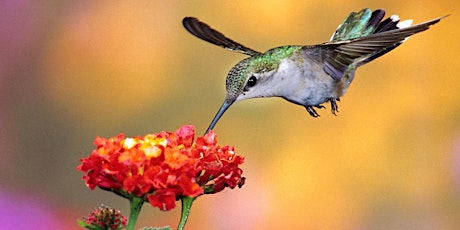LIVE STREAM: A Hummingbird Summer • Our Favorite Plant of the Week tickets