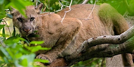 Living with Mountain Lions - Folger Stable Speaker Series primary image