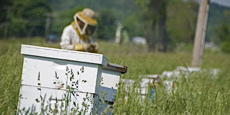 Formation UCFO - L’apiculture pour débutants primary image