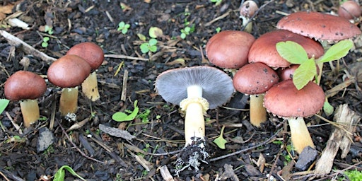 "Basic Mushroom Cultivation" Oklahoma Fungi Education Class