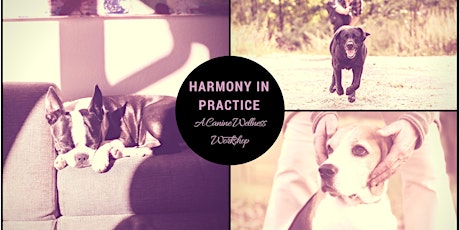 Harmony In Practice - A Canine Wellness Workshop primary image