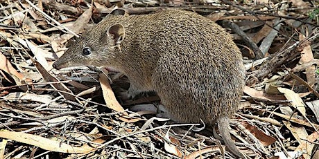 Community Planting Day for Bandicoot Habitat - 2nd and 3rd July 2022 tickets