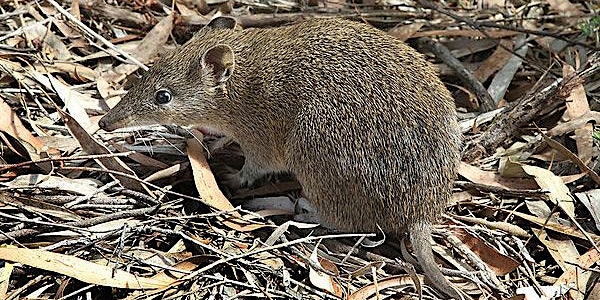 Community Planting Day for Bandicoot Habitat - 2nd and 3rd July 2022