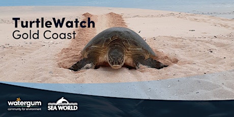TurtleWalks with TurtleWatch at Palm Beach