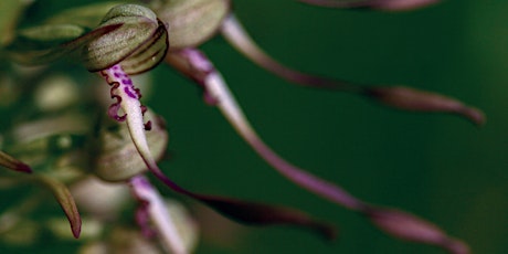 Balade sur le thème des orchidées sauvages