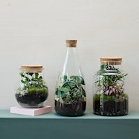 Create your own Plant Terrarium with Green & Wild