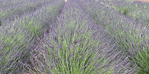 Lavender Farm Visits