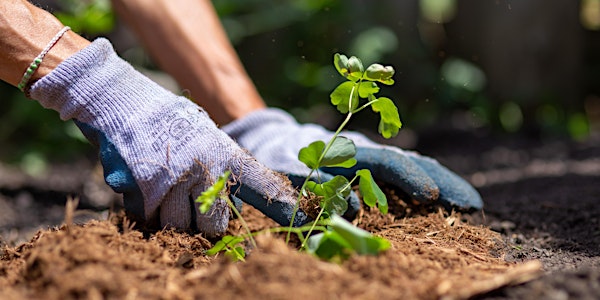 Caring for Your Green Yard