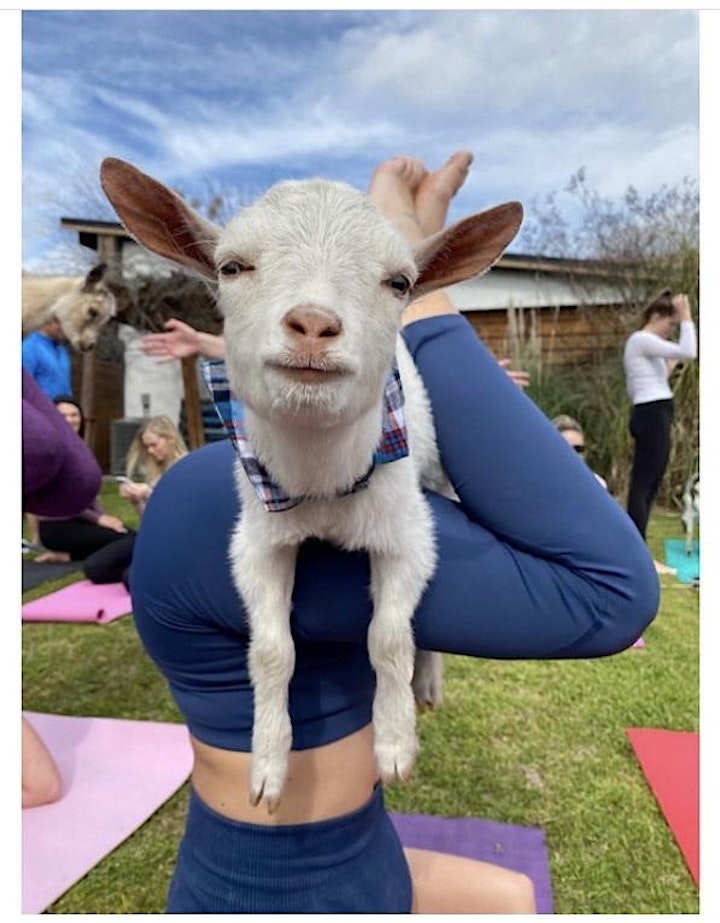 Goat Yoga Trophy Club Park! image